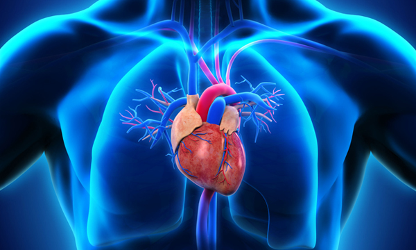 Cardiovascular